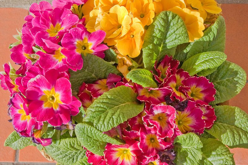 Polyanthus