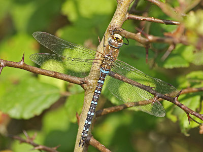 Dragon Fly