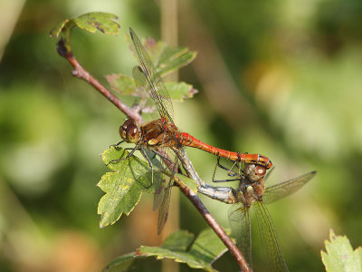 Mating Pair 1