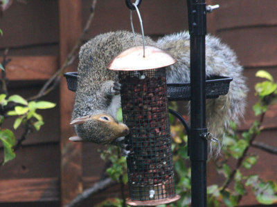 Squirrel Breakfast.jpg