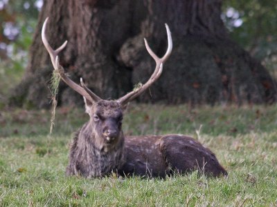 Stag in Repose