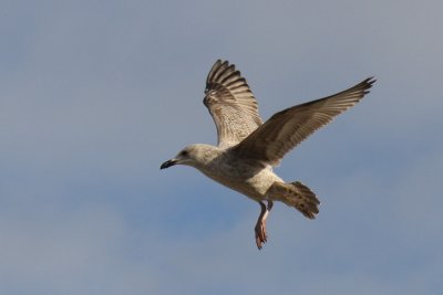 Very Young Gull