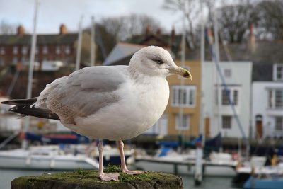 Young_Gull