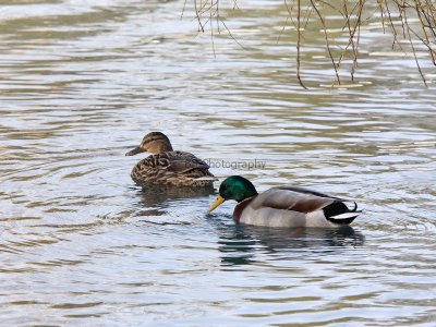 Ducks
