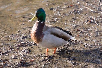 Duck