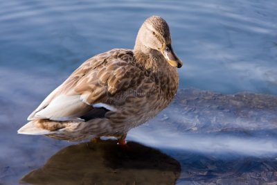 Duck