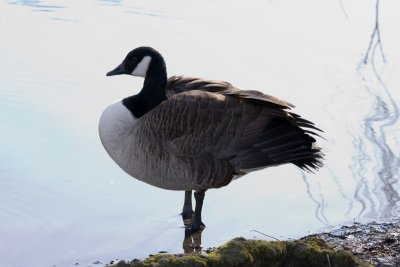 Canada Goose
