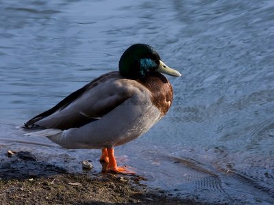 Duck