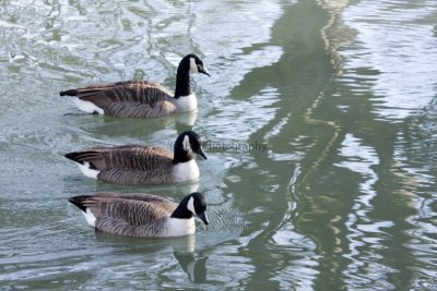 Canada Geese