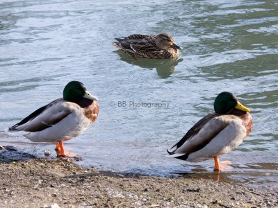 Three Little Ducks