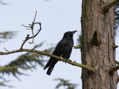 Crow