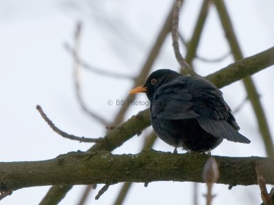 Blackbird