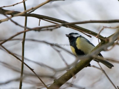 Great Tit