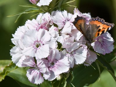 Sweet William and Butterfly
