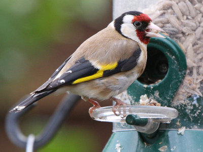 Feeding Golfinch