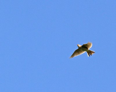 IMG_0493.jpg
