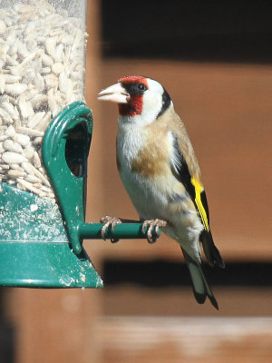 Goldfinch2010