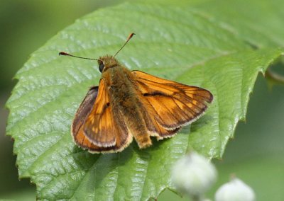 Large Skipper