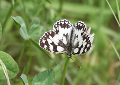 Marbled  White