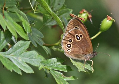 Ringlet