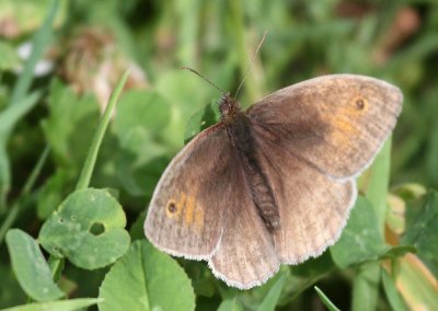 Ringlet