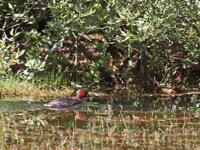 Dabchick