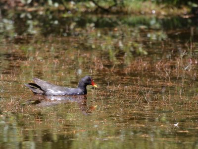 Moorhen