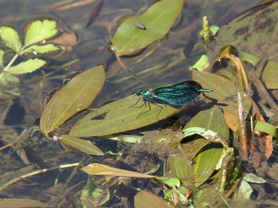 Beautiful Demoiselle