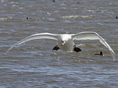 Low Flying Swan