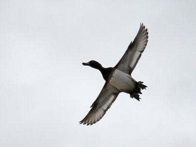 Duck in Flight