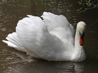 Agressive Swan