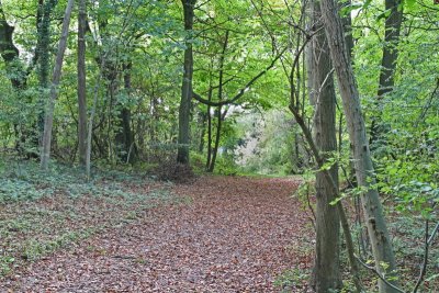 Another Leafy Glade