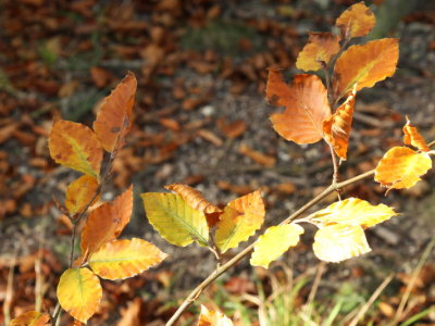 Sprouting Beech