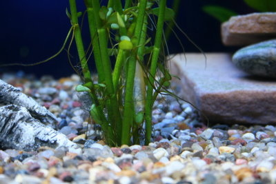 tropical_fish