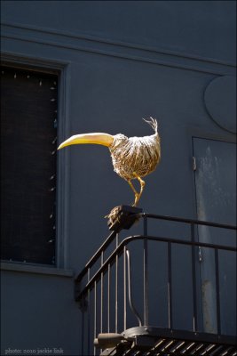 Toucan on fire escape.jpg