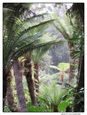 Fern trees in GGPark.jpg