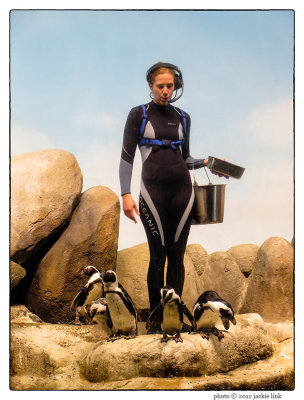 Steinhart Aquarium-feeding penguins.jpg