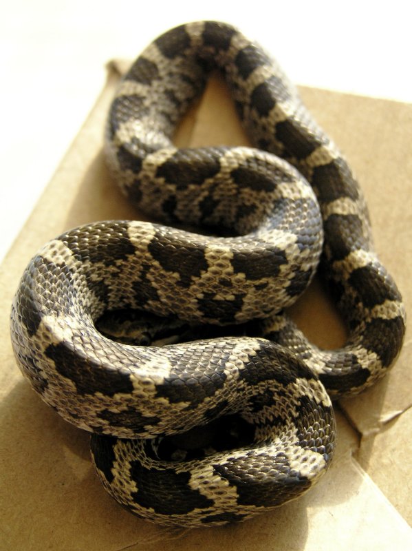 Mr. Slithers II
