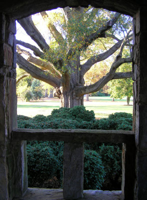 Large Tree Framed by Porch