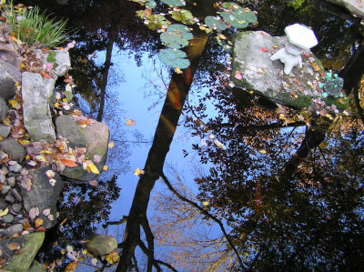 More Fishpond Reflections