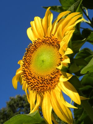 My Sunflower