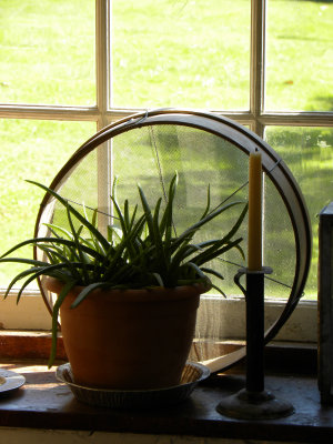 Aloe, Candle and Hoop at Winkler Bakery