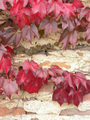 Autumn Ivy and Bricks