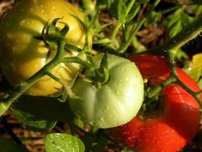 Three colors of tomatoes
