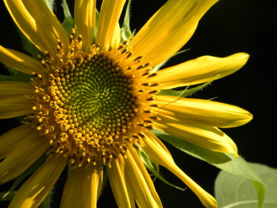 Sunflower with Afternoon Shadows