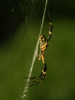 Writing Spider