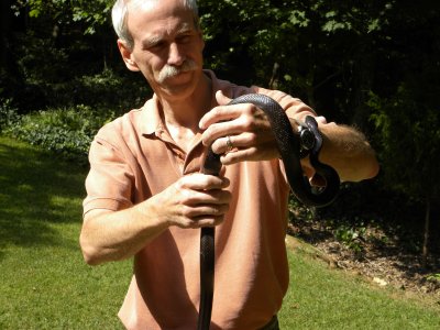 Black snake in our yard