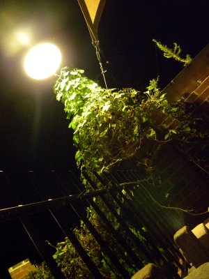 Ivy-covered Lamp Post