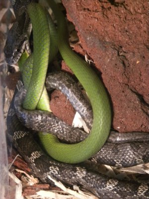 Green & Black Snakes