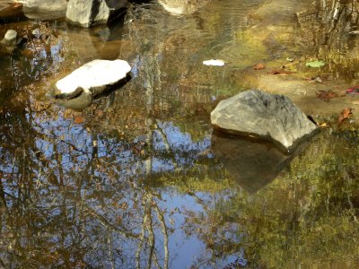 Creek Reflection